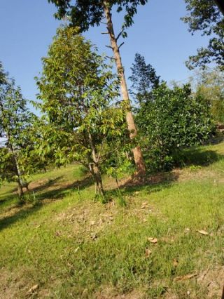 ขาย ที่ดิน พร้อมสวนผลไม้ เนื้อที่ 36-3-42 ไร่ + บ้านเดี่ยว 1 หลัง อ. บ้านด่าน บุรีรัมย์ ห่างจากท่าอากาศยานบุรีรัมย์ เพียง 13 นาที