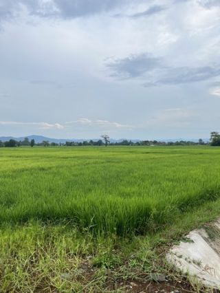 ที่ดินสวยสร้างบ้าน บรรยากาศดีมาก ขายถูก ๆๆๆๆๆๆ มาก ๆๆๆๆๆ  เพียงไร่ละ 950,000 พร้อมโอนเจ้า