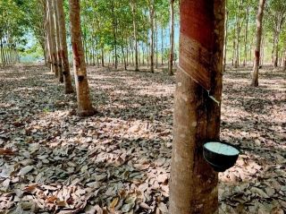 ขายสวนยางสวย 2 ไร่ บ้านศรีประชา ยางงาม ต.ชำฆ้อ อ.เขาชะเมา จ.ระยอง