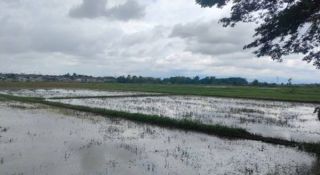 ขายที่ดิน 54 ไร่ ติดทางหลวงแผ่นดิน อำเภอเวียงชัย จังหวัดเชียงราย
