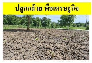 ขายที่ดินเปล่าแปลงมุม ถมแล้ว ซอยเทคโนโลยีแหลมทอง   ทำเลศักยภาพ อำเภอเมืองปทุมธานี